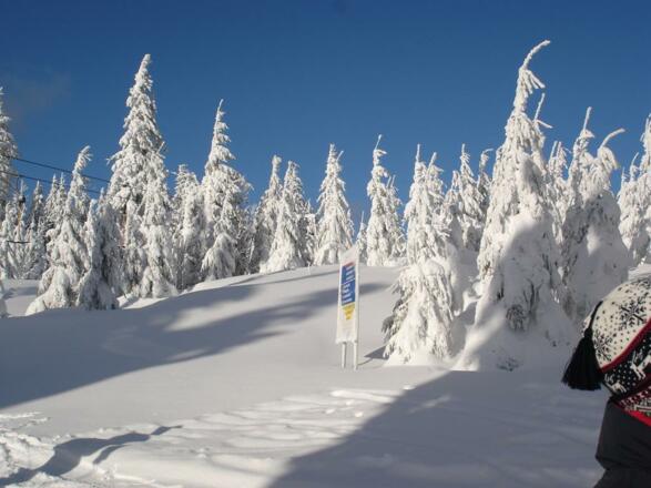 Winterwald