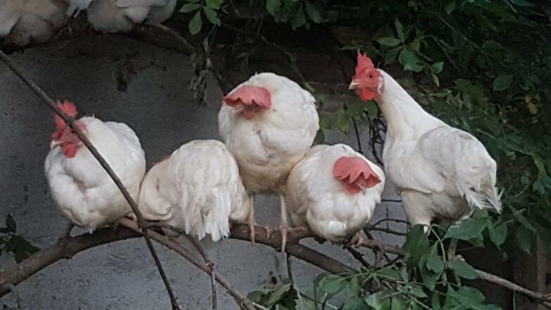 Radln im Böhmerwald