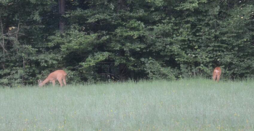 Rehe bein äsen