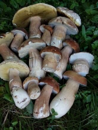 Steinpilze   in unserm Wald
