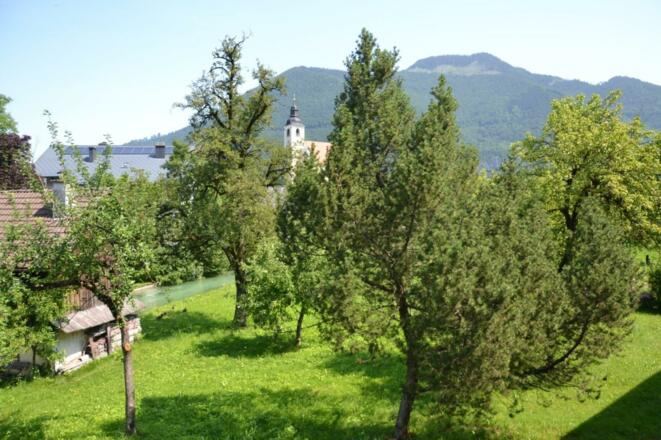 Obstbäume hinterm Haus