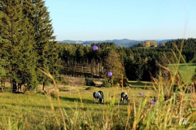 KernAlm Pferdeweide
