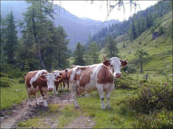 Zwerghasen `Elvin` und `Elvis`