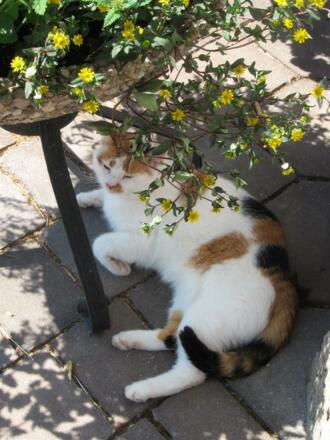 Mühlbauernhof - Katze2