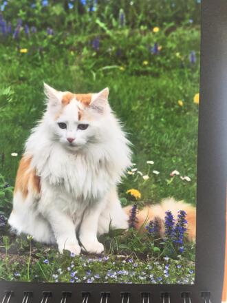 Katze