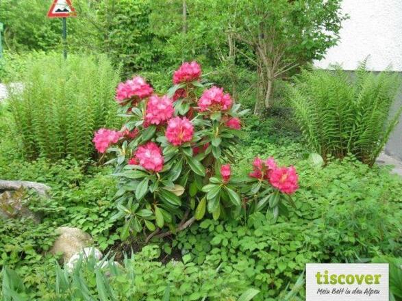 Aussenansicht im Sommer