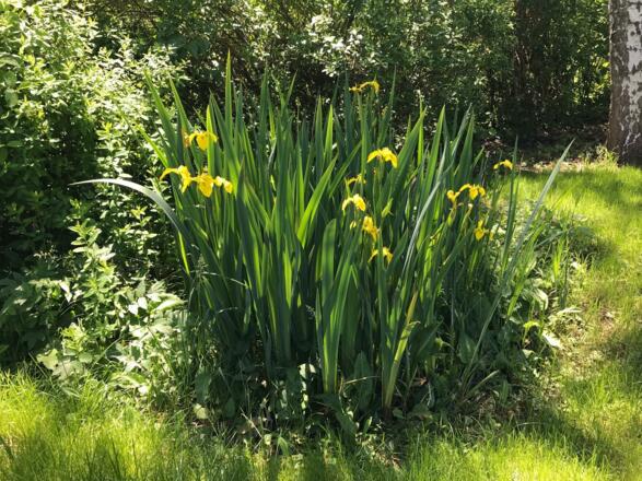 Gartenblick im Herbst