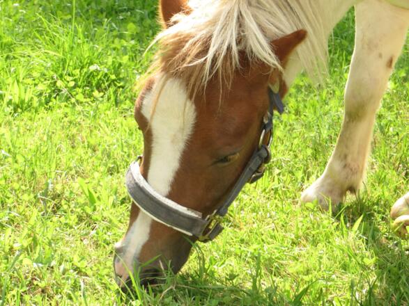 unser Pony