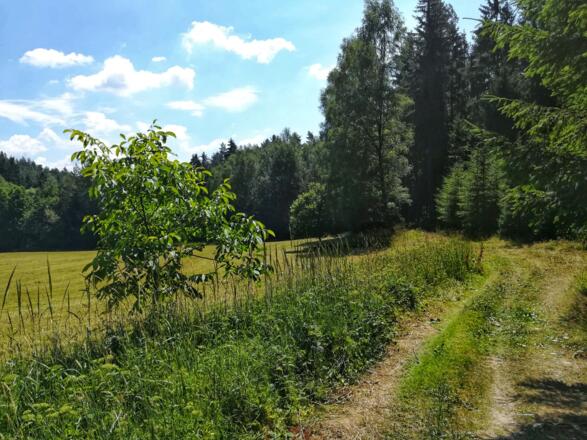 Lichtung am Roadlberg