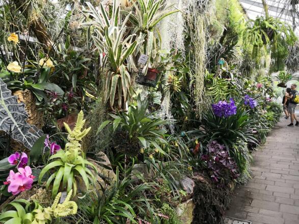 Orchideen_ES