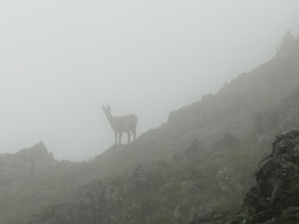 Gämse unter der Naunspitze