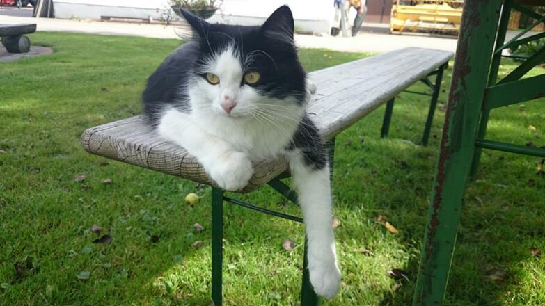 Katze