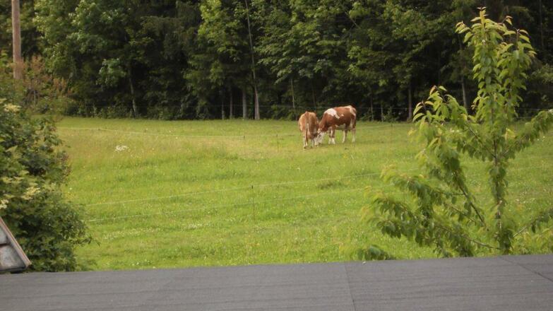 Paraglider beim Landen