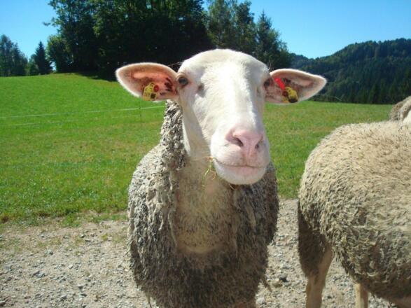 Schafe am Hof