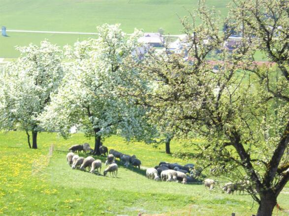 Schafe auf der Weide