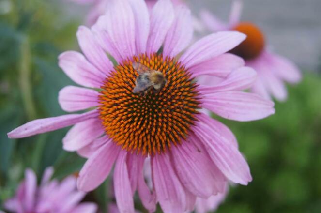 Blume