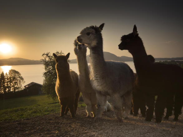 See Alpakas