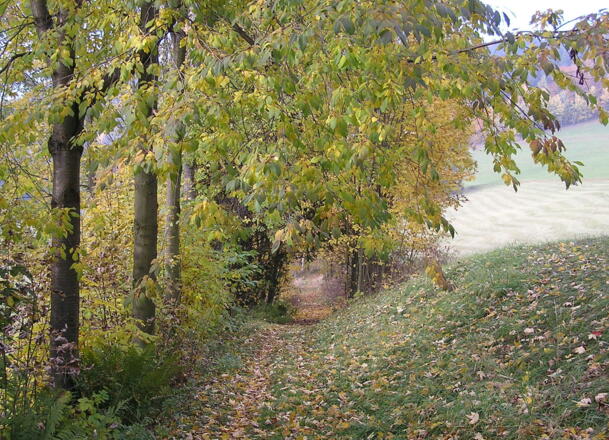 Steinbloss-Mauer-Weg