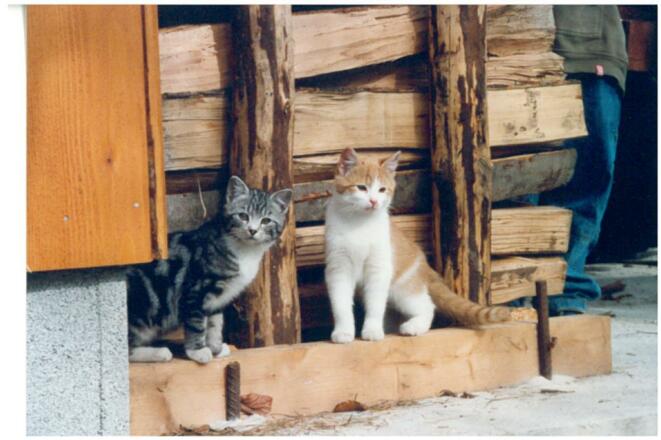 Mühlbauernhof - Katzen