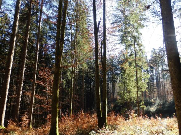 Unser Wald