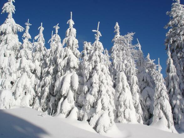 WinterWunderWald