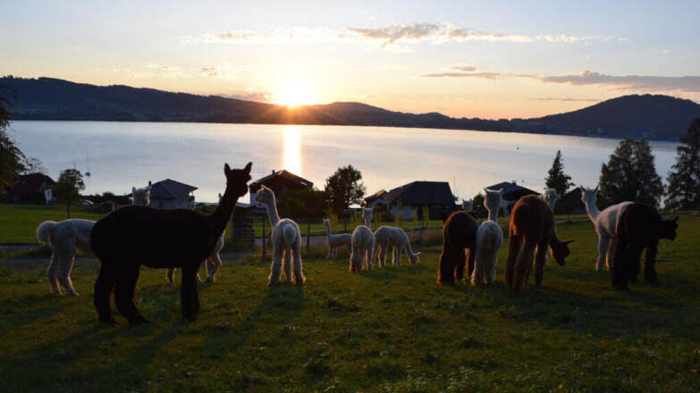 Alpakas_Weyregg_Reinhold_Schiemer