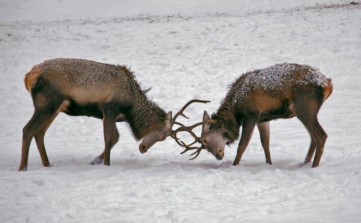 Rotwild im Winterquartier im Klausbachtal