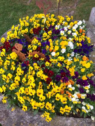 Blumen im Garten