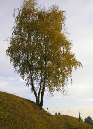 Steinbloss-Mauer-Weg