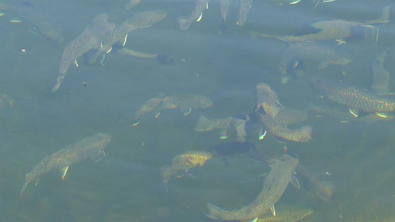 unsere Saiblinge im Teich