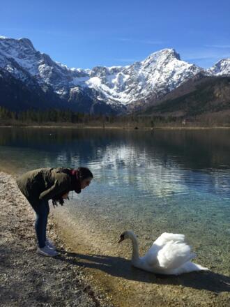Almsee  mit Schwan Frühling