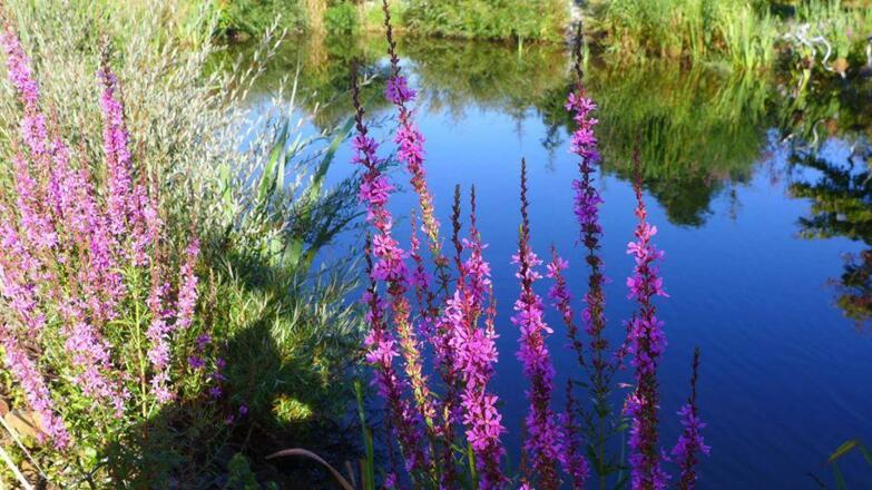 Teich