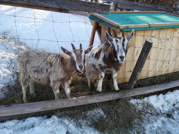 Ziegen am Roadlhof