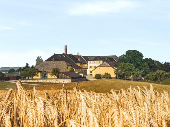 Brauerei mit Gerste