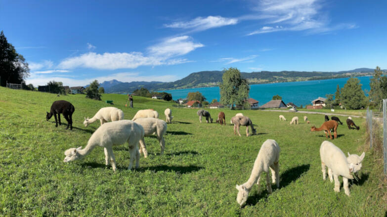 Alpaka_mit_Jungem_Reinhold_Schiemer