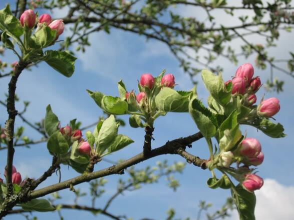 Apfelblüte
