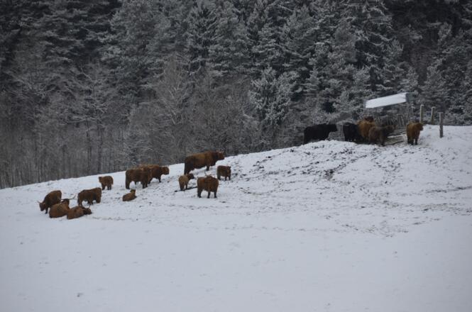 Steinbloss-Mauer-Weg