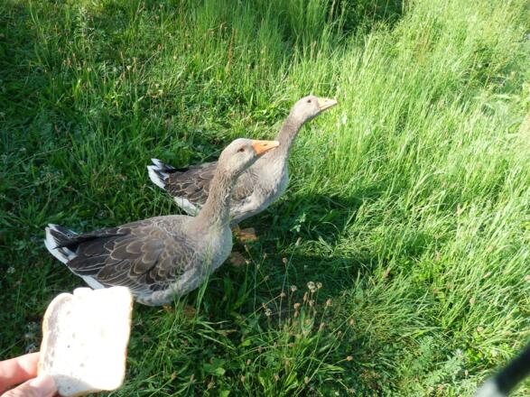 Unsere Gänse im Sommer