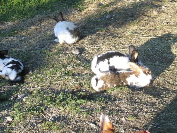 Tiere