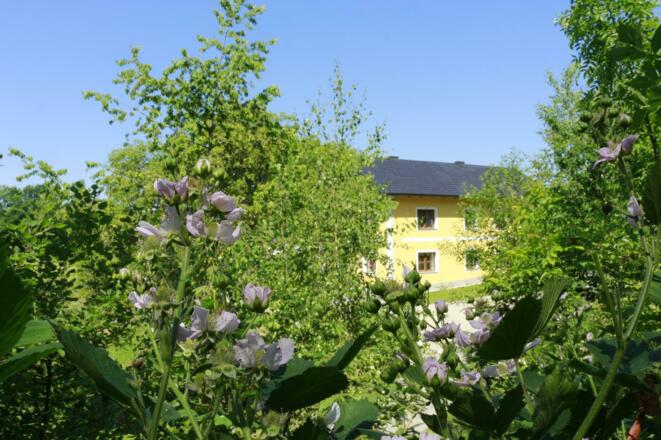 Blüten im Kräutergarten