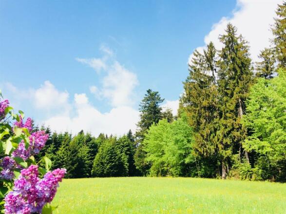 Aussicht vom Garten im Sommer