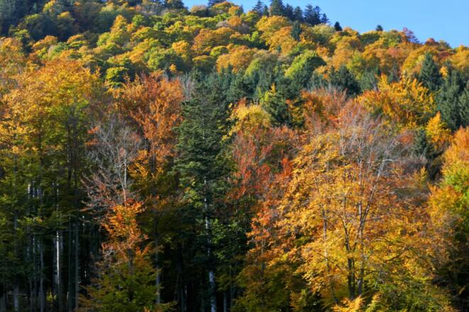 Die bunte Laubfärbung fasziniert im herbstlichen Anstieg zum Rötel-stein.