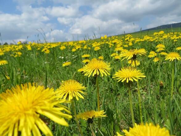 unsere  wiese