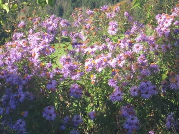 Sommer