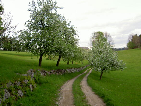 Hoadweg