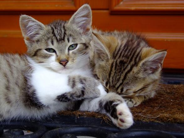 unsere Katzen