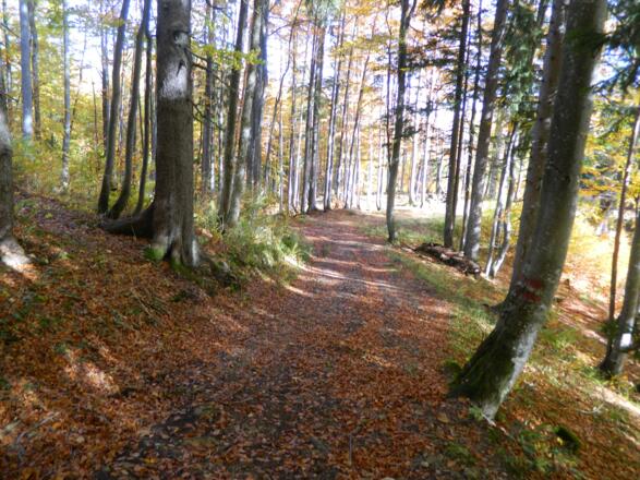 durch Buchenwald