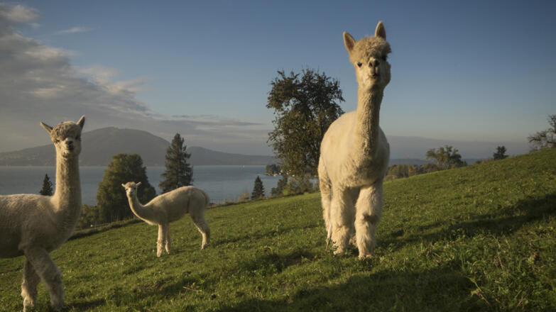 fantastisch zugedeckt