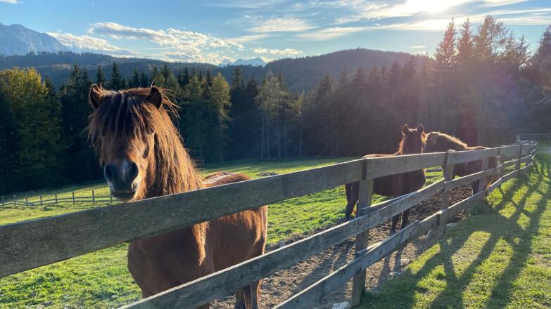Foedinger Alm in Weyregg am Attersee
