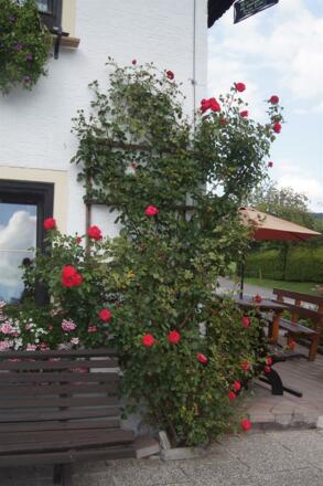 Mühlbauernhof - Rose Garten